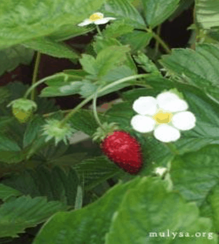  Wild Strawberry (image courtesy of mulysa.org) 