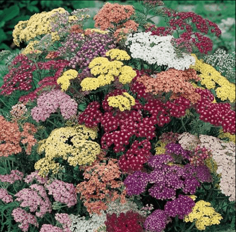  Yarrow 