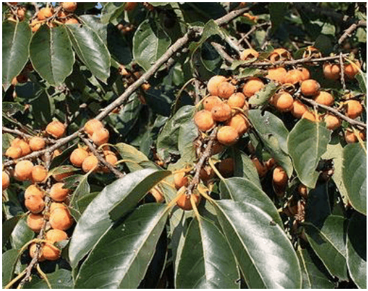  Persimmon (image courtesy of urbanfarmingzone.com) 