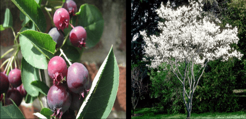  Serviceberry 