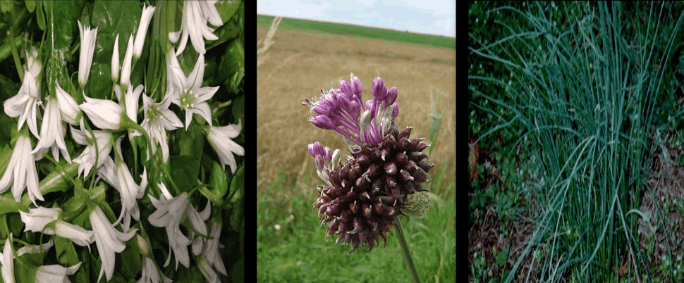  Wild Garlic 