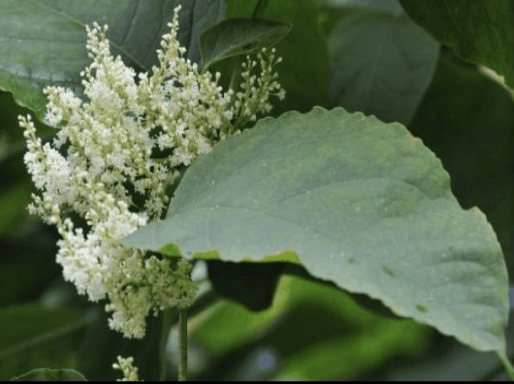  Japanese Knotweed 