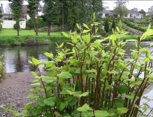  Japanese Knotweed  