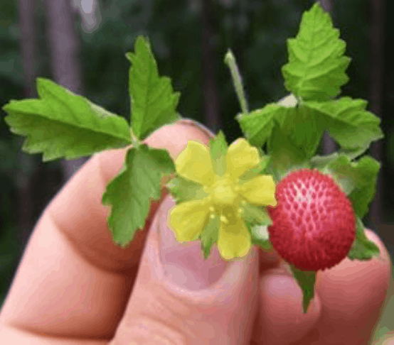  Mock Strawberry (image courtesy of pinimg.com 