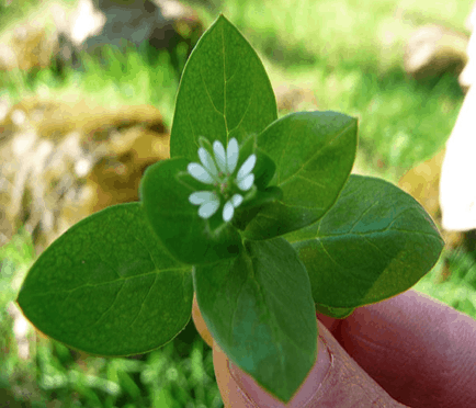  Chickweed 