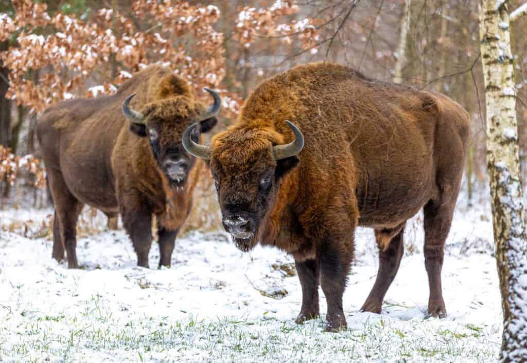 What is Pemmican