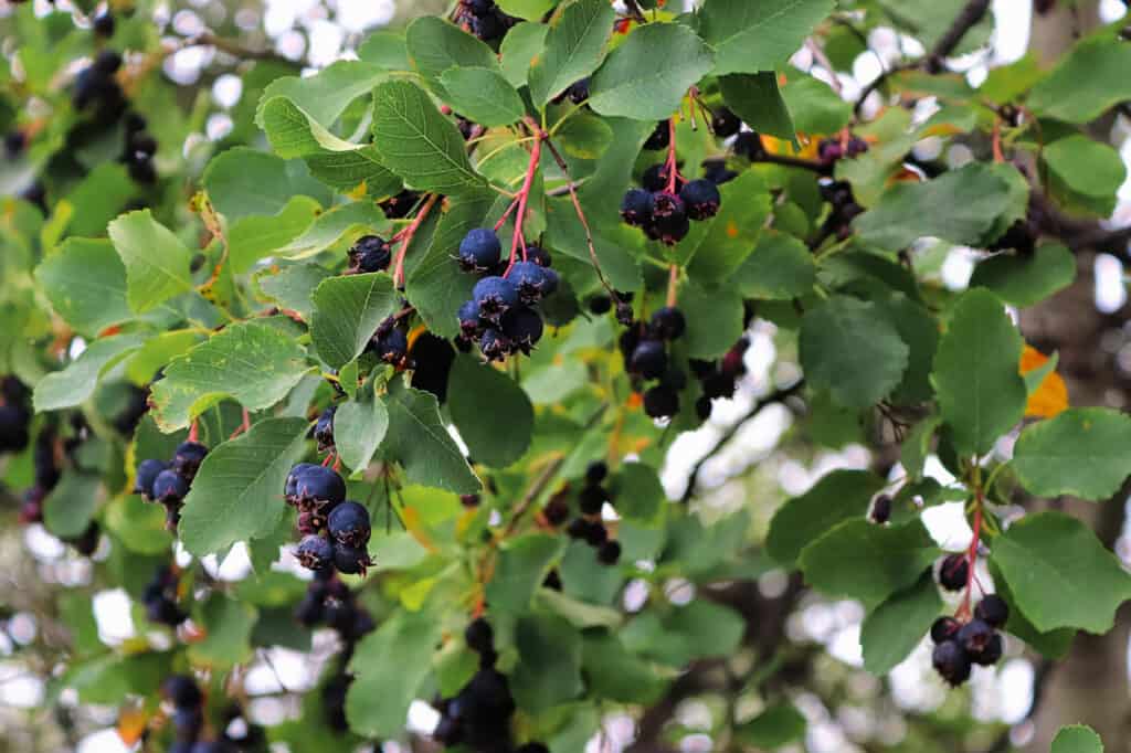 What is Pemmican