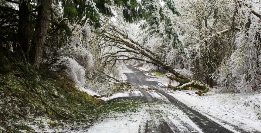 Broken trees during a winter storm on the road. Oregon, USA